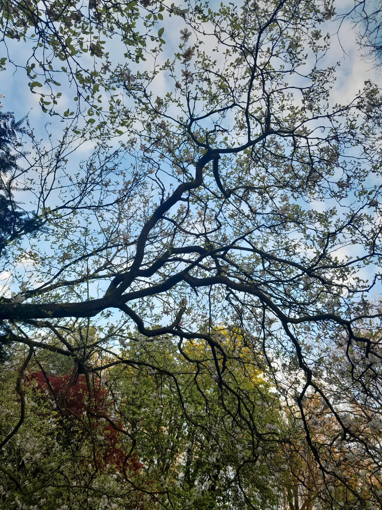 A big branch of a magnolia tree getting it's first leaves back in spring